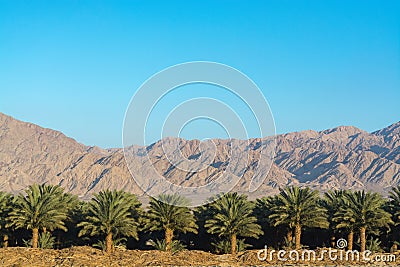 Plantation of Phoenix dactylifera, commonly known asÂ dateÂ orÂ date palm trees in Arava desert, Israel, cultivation of sweet del Stock Photo